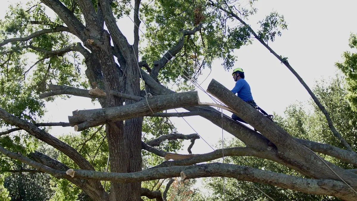Professional Crown Thinning performed by certified arborists in Searsmont